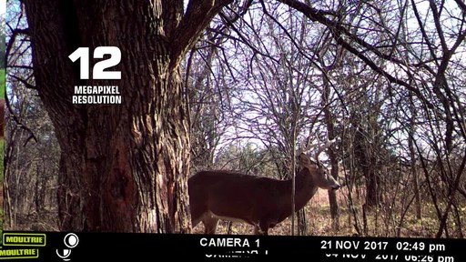 Moultrie A-25 Trail/Game Camera Bundle - image 6 from the video
